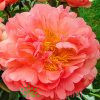 Пион Корал Сансет (Paeonia 'Coral Sunset') 2