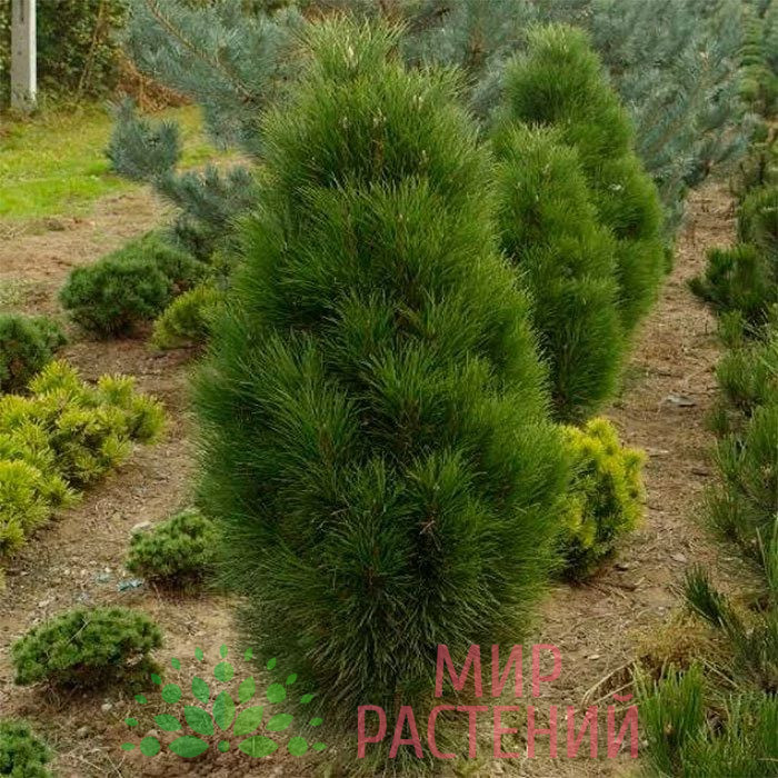 Сосна черная Пирамидалис (Pinus nigra Pyramidalis) 3 Сосна черная Пирамидалис (Pinus nigra Pyramidalis)