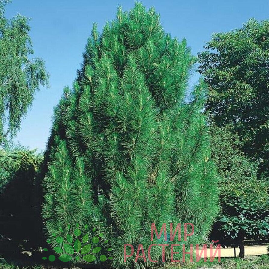 Сосна черная Пирамидалис (Pinus nigra Pyramidalis) 2 Сосна черная Пирамидалис (Pinus nigra Pyramidalis) 2