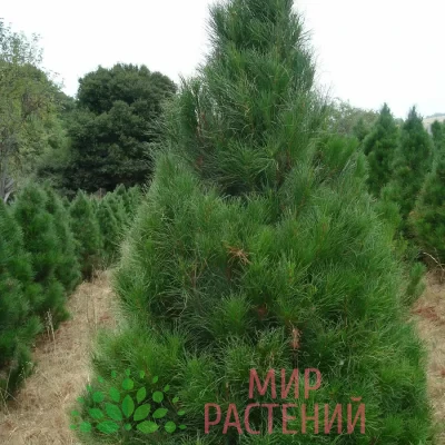 Сосна черная Пирамидалис (Pinus nigra Pyramidalis) 3