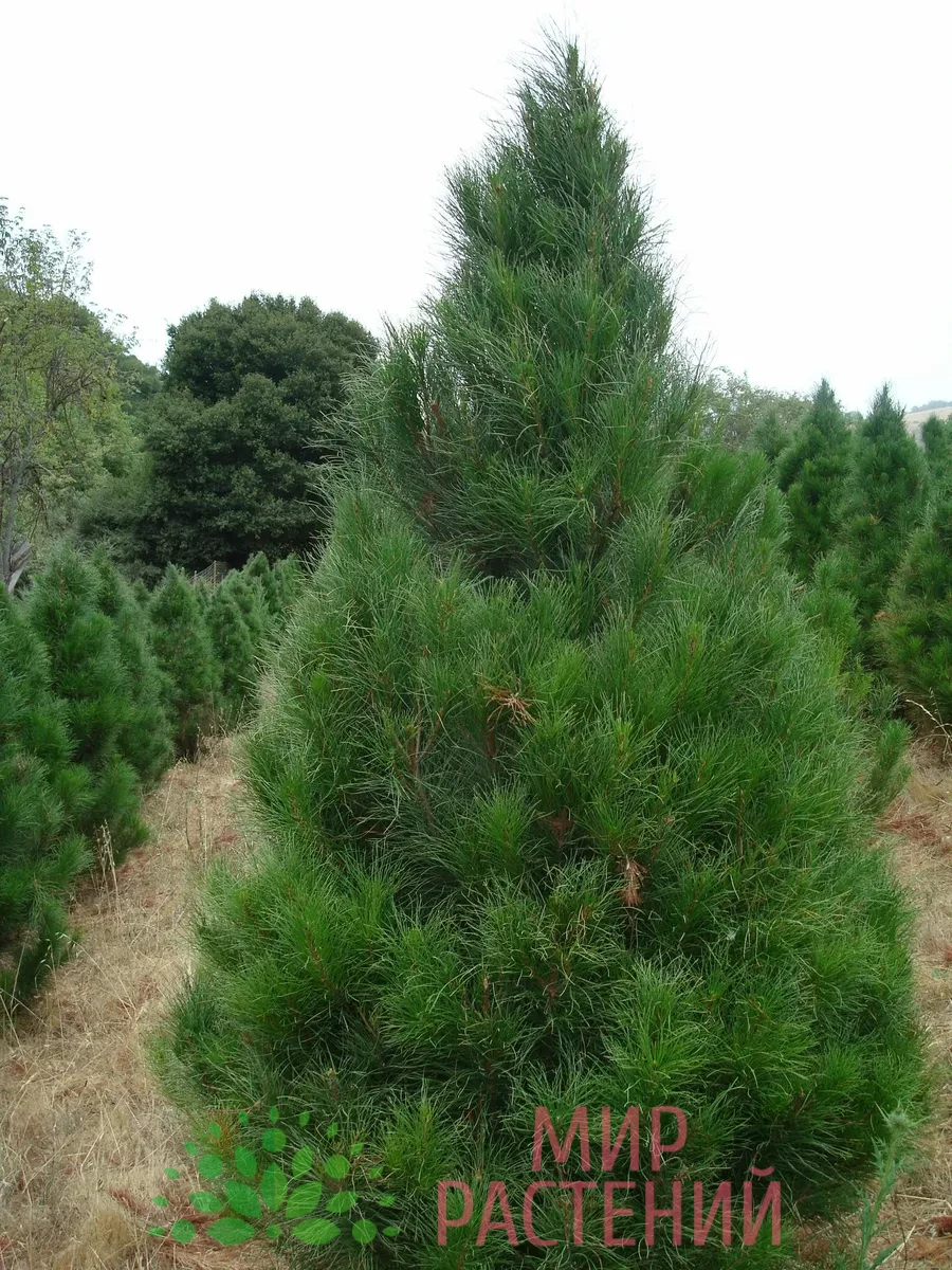 Сосна черная Пирамидалис (Pinus nigra Pyramidalis) 1 Сосна черная Пирамидалис (Pinus nigra Pyramidalis) 3