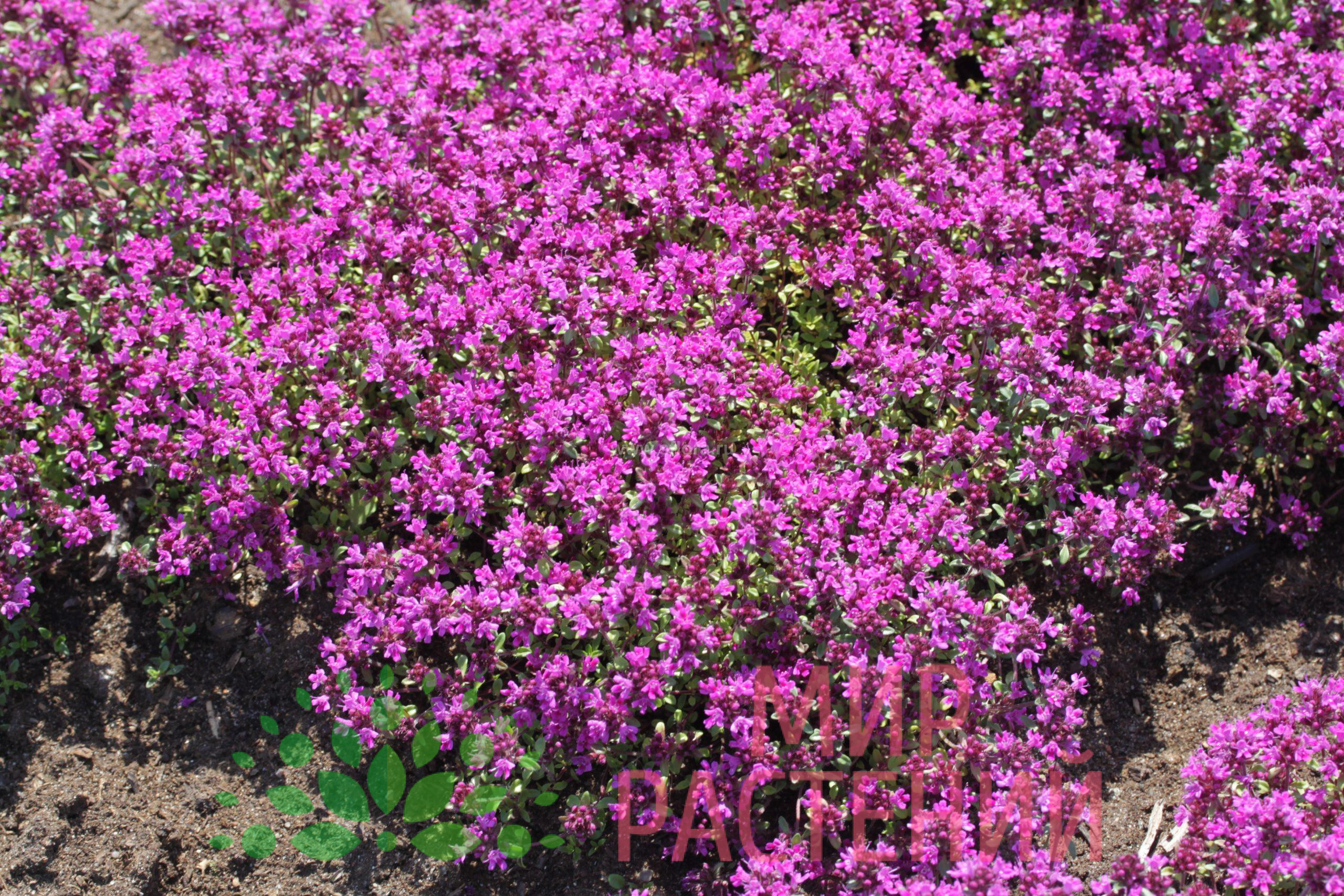 Thymus praecox 'Red Carpet' (Тимьян, Чабрец ползучий 'Ред Карпет') 1 Thymus praecox 'Red Carpet' (Тимьян, Чабрец ползучий 'Ред Карпет')