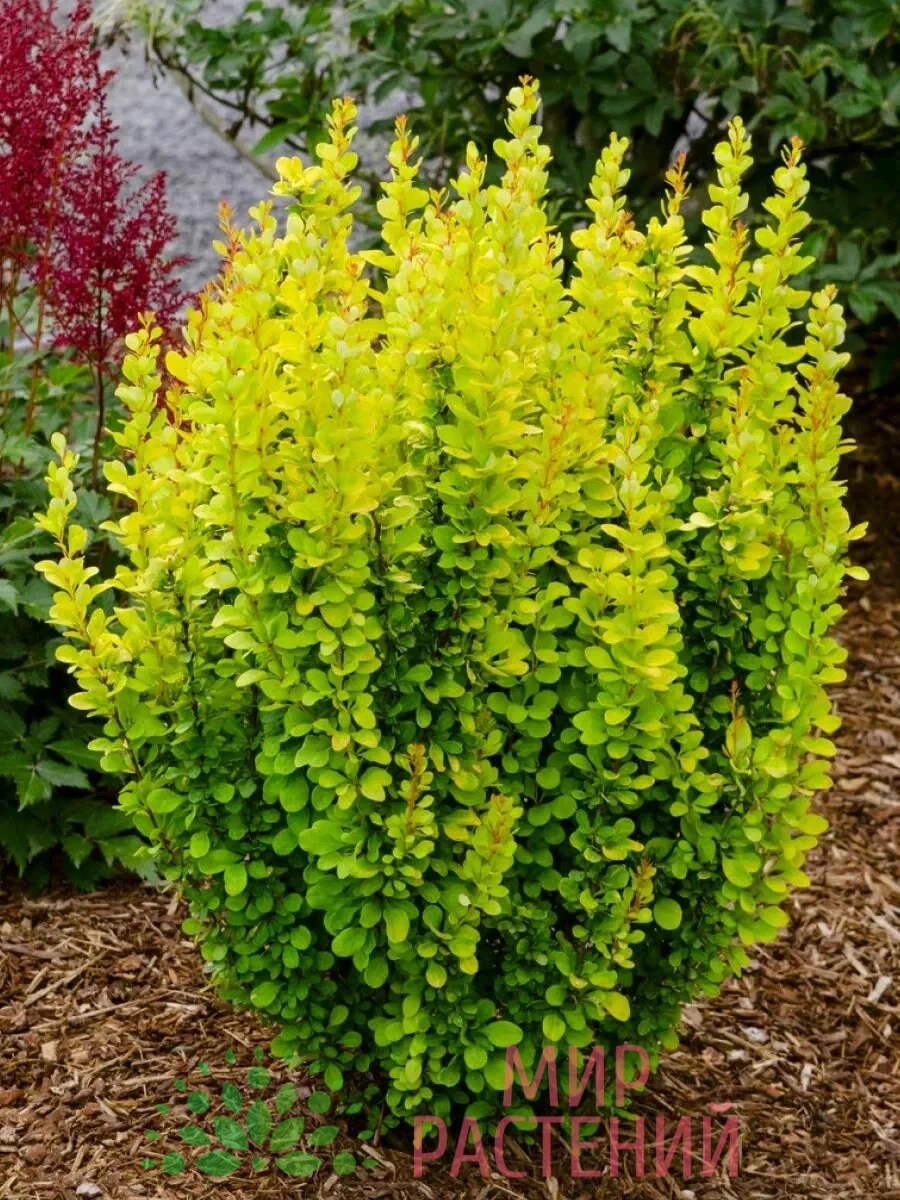 Барбарис тунберга (Thunbergii) 1 Барбарис тунберга (Thunbergii)