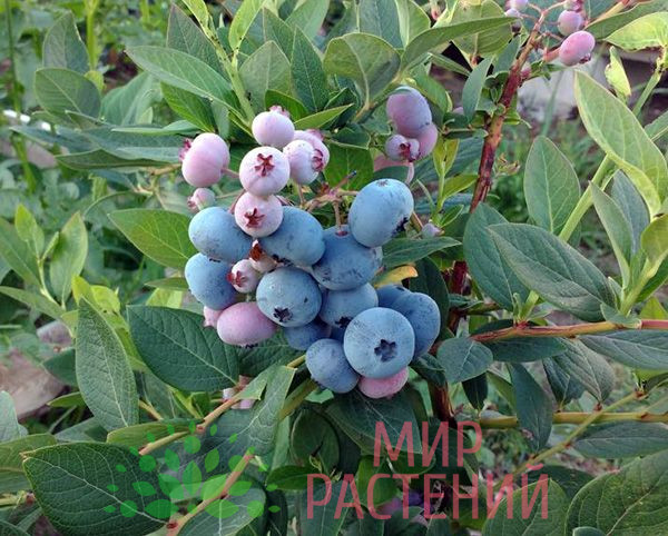 Голубика Аврора морозостойкая 1 Голубика Аврора морозостойкая