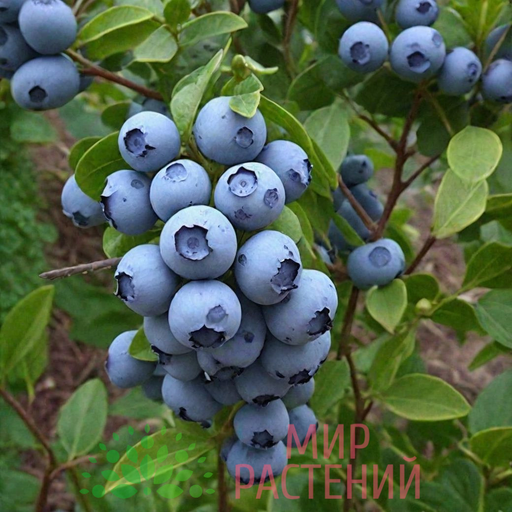 Голубика Чандлер морозостойкая 1 Голубика Чандлер морозостойкая