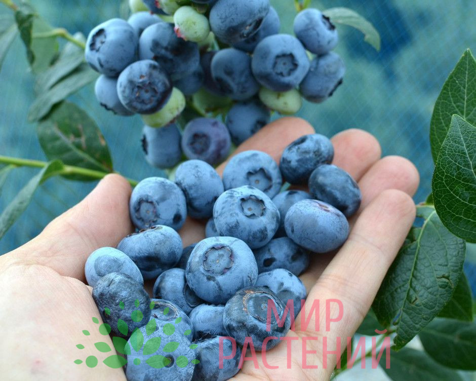 Голубика Чандлер морозостойкая 2 Голубика Чандлер морозостойкая — изображение 2