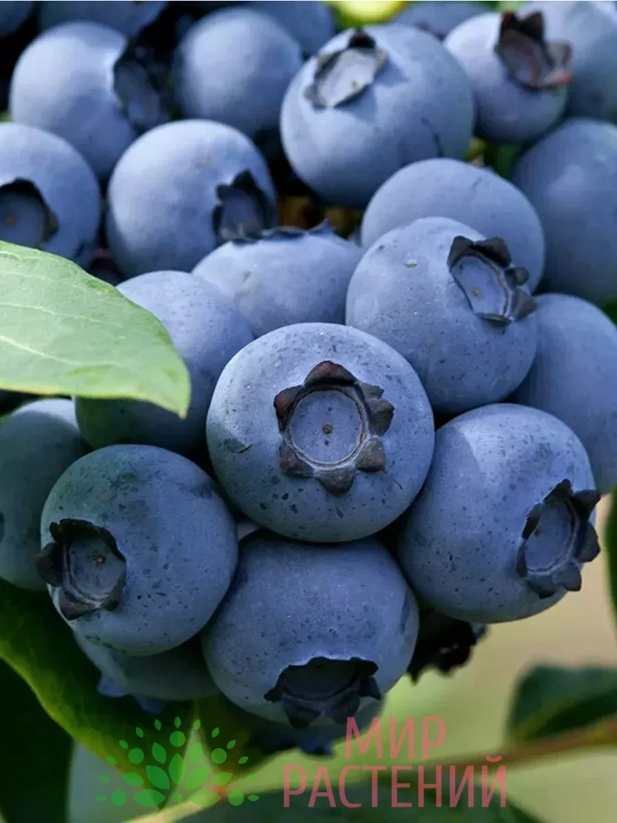 Голубика Нельсон морозостойкая 1 Голубика Нельсон морозостойкая