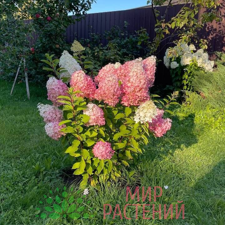 Гортензия метельчатая Геркулес (Hercules) 2 Гортензия метельчатая Геркулес (Hercules) — изображение 2