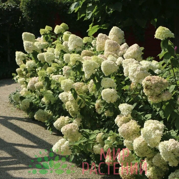 Гортензия метельчатая Геркулес (Hercules) 3 Гортензия метельчатая Геркулес (Hercules) — изображение 3
