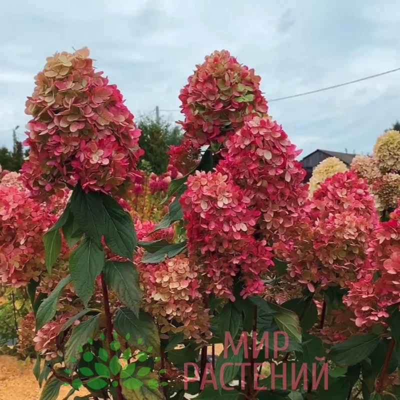 Гортензия метельчатая Граффити (Hydrangea paniculata 'Graffiti') 2 Гортензия метельчатая Граффити (Hydrangea paniculata 'Graffiti') — изображение 2