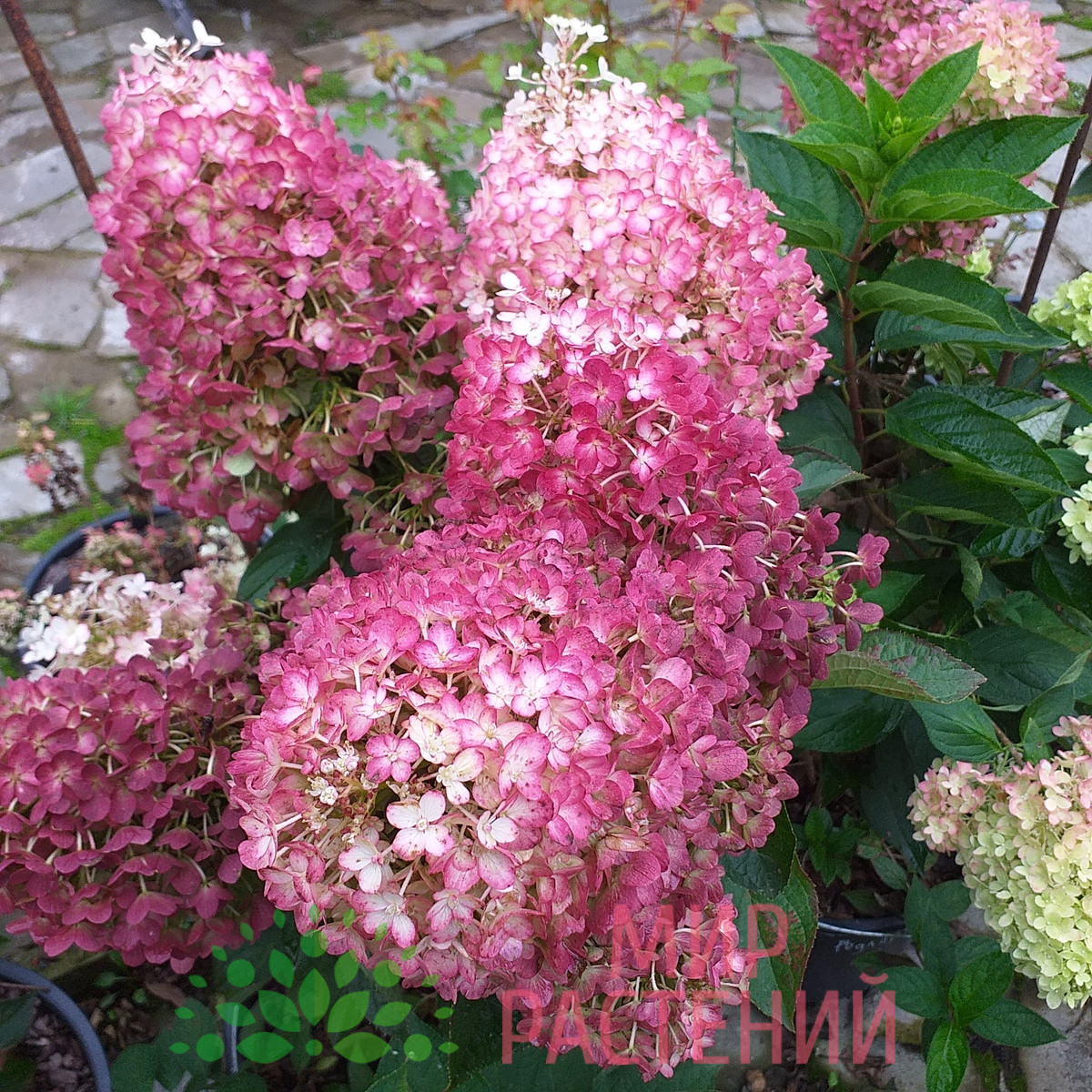 Гортензия метельчатая Индиан Саммер (Ред Вельвет) Hydrangea paniculata 'Indian Summer' Red Velvet 1 Гортензия метельчатая Индиан Саммер (Ред Вельвет) Hydrangea paniculata 'Indian Summer' Red Velvet