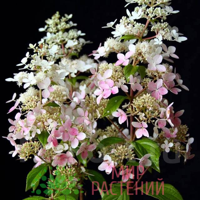 Гортензия метельчатая Конфетти (Hydrangea paniculata 'Confetti') 1 Гортензия метельчатая Конфетти (Hydrangea paniculata 'Confetti')