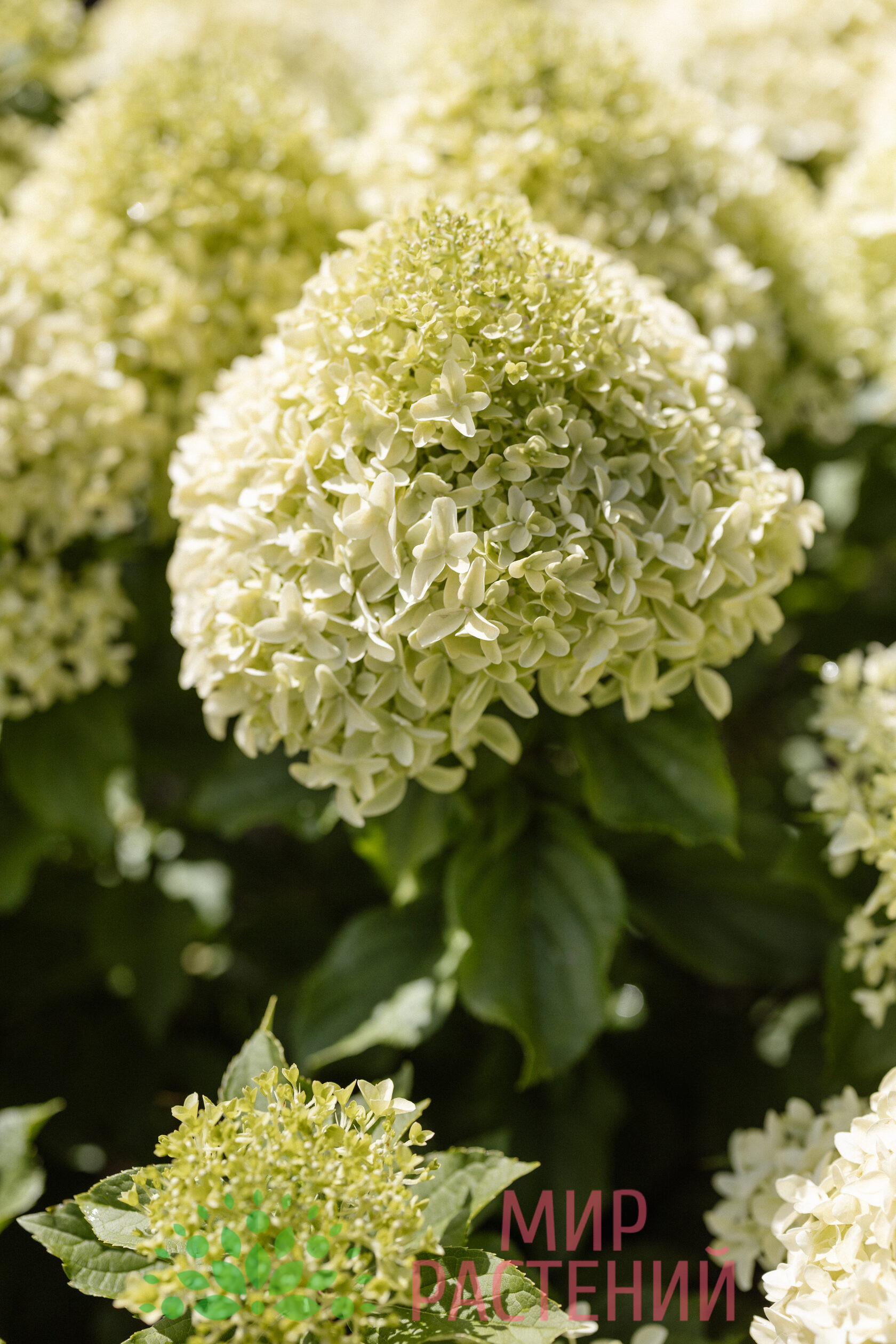 Гортензия метельчатая Саммер Бриз (Summer Breeze) 1 Гортензия метельчатая Саммер Бриз (Summer Breeze)
