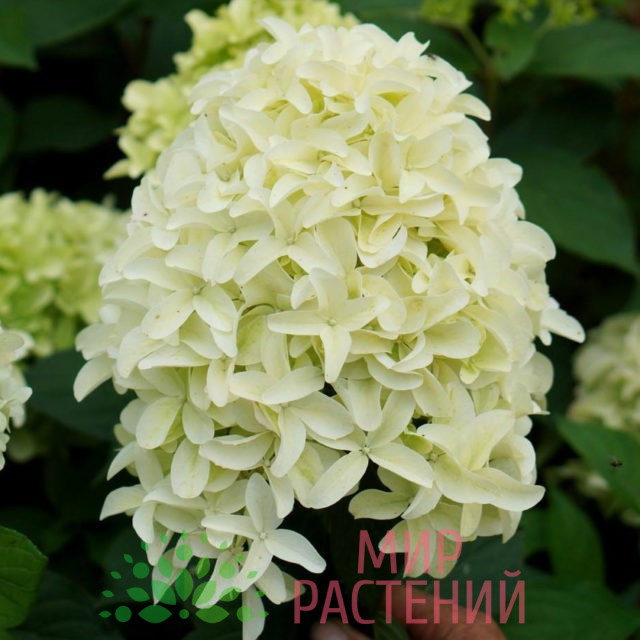 Гортензия метельчатая Скайфолл (Hydrangea paniculata Skyfall) 1 Гортензия метельчатая Скайфолл (Hydrangea paniculata Skyfall)