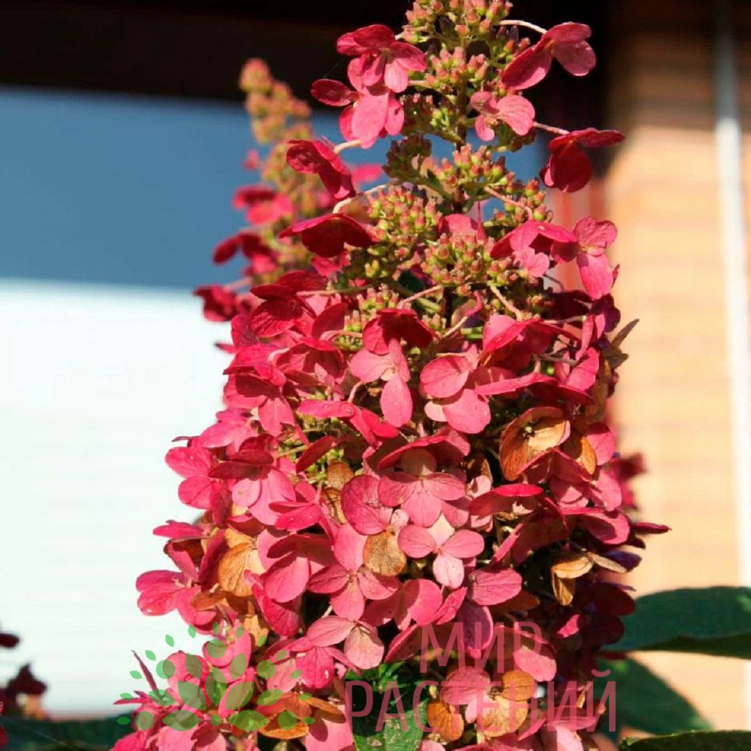 Гортензия метельчатая Вимс Ред (Hydrangea paniculata 'Wim's Red') 1 Гортензия метельчатая Вимс Ред (Hydrangea paniculata 'Wim's Red')