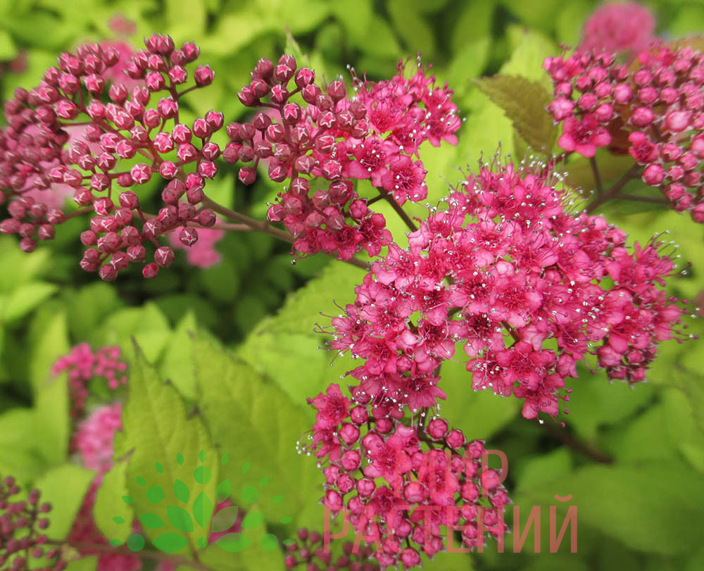 Спирея японская Фробели 1 Спирея японская Фробели