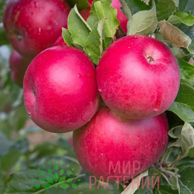 Яблоня Рождественское 1 Яблоня Рождественское