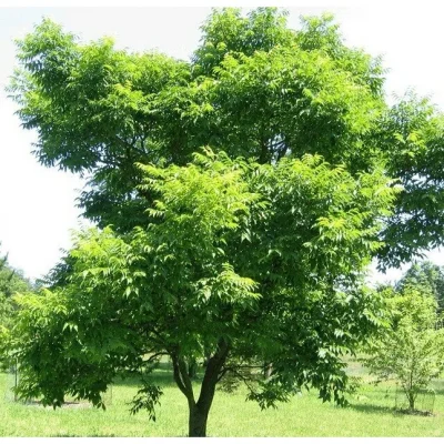 Бархат амурский 2