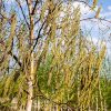 Береза повислая "Звитсерс Глори" (Betula pendula 'Zwitsers Glorie') 4-2