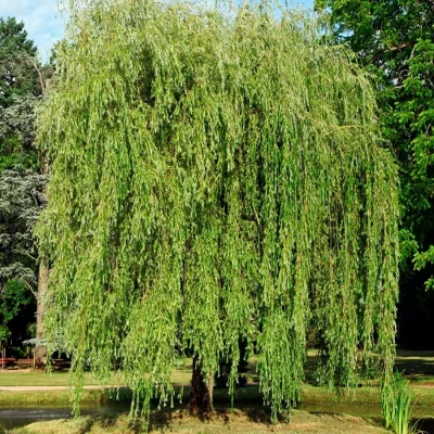 Ива «Памяти Миндовского» 1