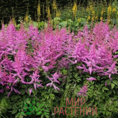 Астильба арендса Аметист (Amethyst)