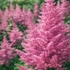Астильба китайская Вижн ин Пинк (Visions in Pink)