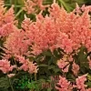 Астильба японская Пич Блоссом (Peach Blossom)
