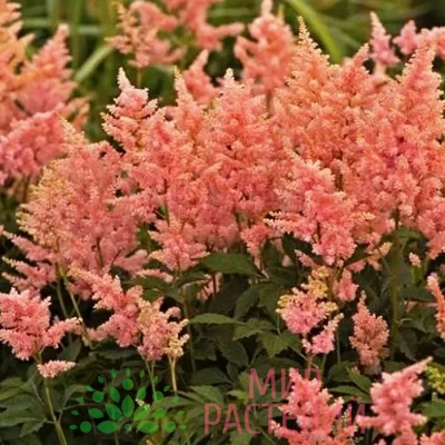 Астильба японская Пич Блоссом (Peach Blossom)