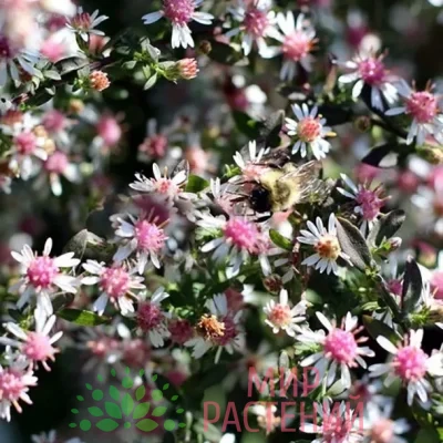 Астра бокоцветковая Леди ин Блэк (Aster lateriflorus Lady in Black)