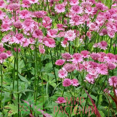 Астранция крупная Розовая Симфония (Astrantia major)