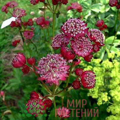 Астранция крупная Рубра (Astrantia major Rubra)