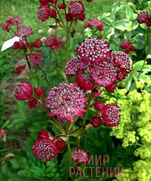 Астранция крупная Рубра (Rubra) 1 Астранция крупная Рубра (Astrantia major Rubra)