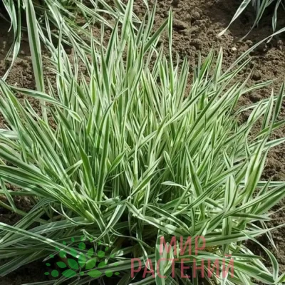 Бухарник мягкий Альбовариегатус (Holcus mollis Albovariegatus)