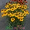 Эхинацея пурпурная Парадизо Жёлтая (Paradiso Yellow)