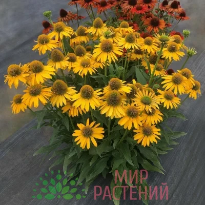 Эхинацея пурпурная Парадизо Жёлтая (Paradiso Yellow)
