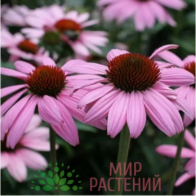 Эхинацея пурпурная Прейри Сплендор Дип Роуз (Prairie Splendor Deep Rose)