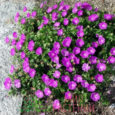 Герань кроваво-красная Макс Фрай (Geranium sanguineum Max Frei)
