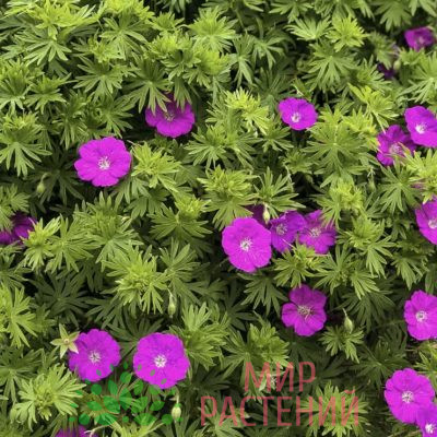 Герань садовая розово-фиолетовая (Geranium)