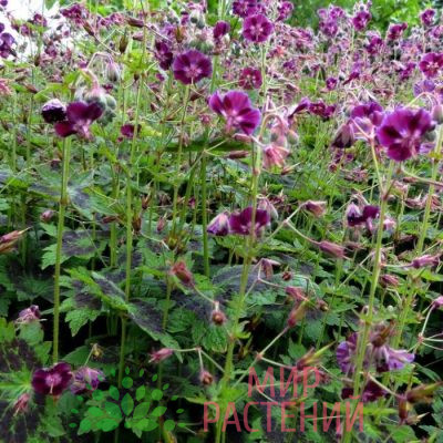 Герань тёмная Самобор (Geranium phaeum Samobor)