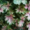 Гейхера Дью Дропс (Dew Drops)