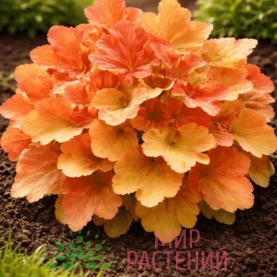 Гейхера Карамель (Caramel)