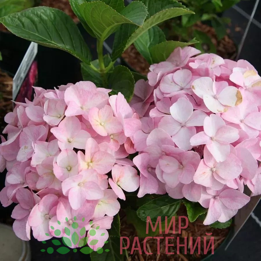 Гортензия крупнолистная Бель Седакшн (Belle Seduction) 4 Гортензия крупнолистная Бель Седакшн (Belle Seduction)