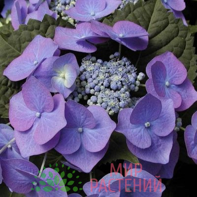 Гортензия крупнолистная Блаумайзе (Blaumeise) 3