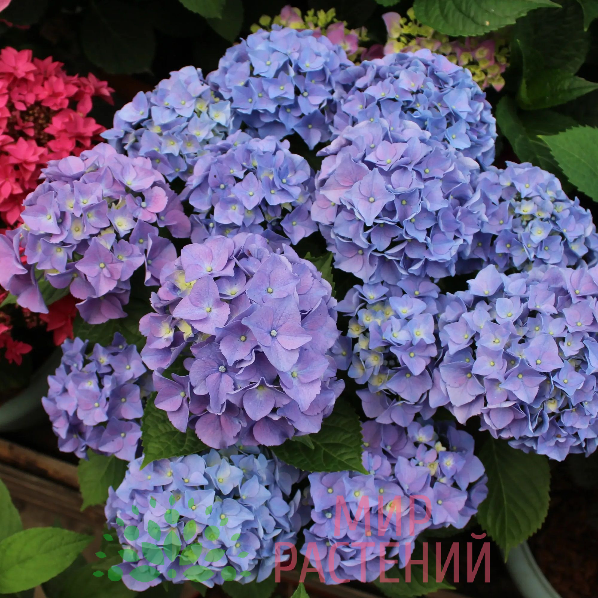 Гортензия крупнолистная Эрли Блю (Early Blue) 2 Гортензия крупнолистная Эрли Блю (Early Blue) 2