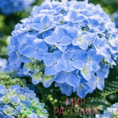 Гортензия крупнолистная Эрли Блю (Early Blue)