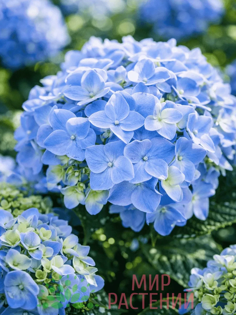 Гортензия крупнолистная Эрли Блю (Early Blue) 1 Гортензия крупнолистная Эрли Блю (Early Blue)