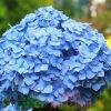 Гортензия крупнолистная Нико Блю (Nikko Blue)