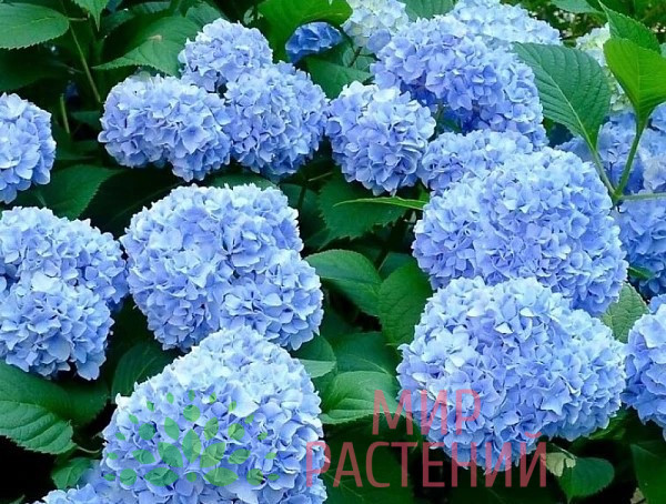 Гортензия крупнолистная Нико Блю (Nikko Blue) 2 Гортензия крупнолистная Нико Блю (Nikko Blue) 2