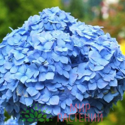 Гортензия крупнолистная Нико Блю (Nikko Blue)
