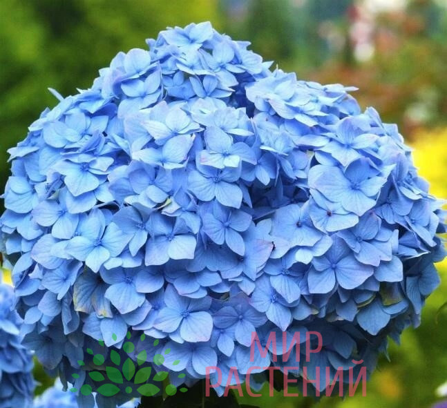 Гортензия крупнолистная Нико Блю (Nikko Blue) 1 Гортензия крупнолистная Нико Блю (Nikko Blue)
